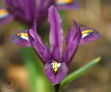 Orchid 8P77D-21